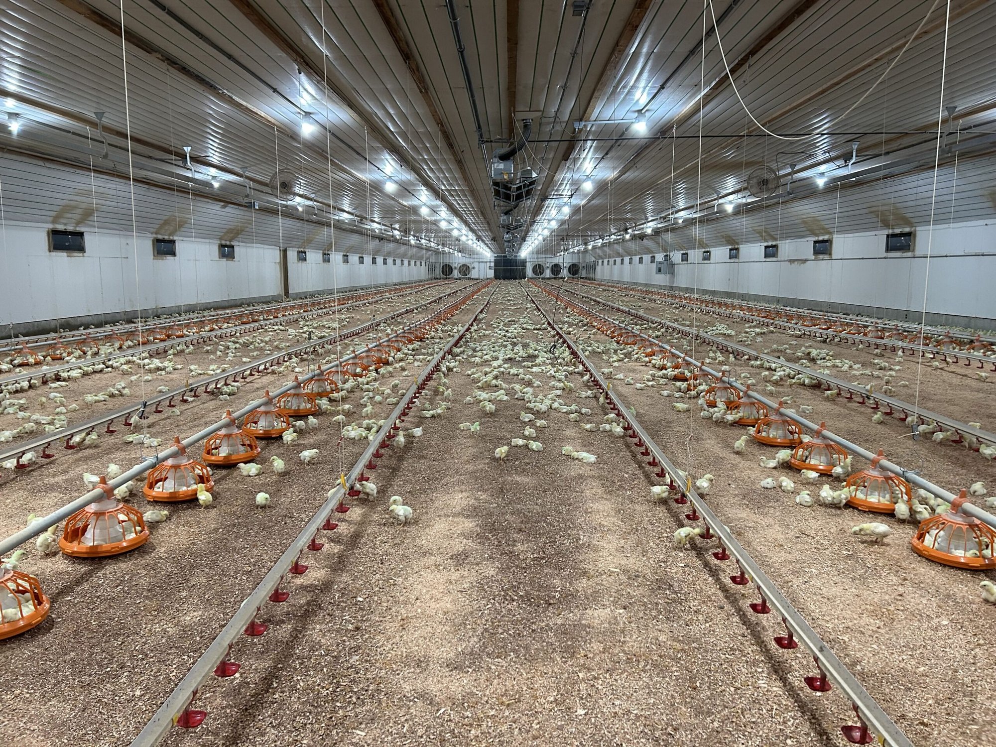 50,000 Layer Farm in Nigeria